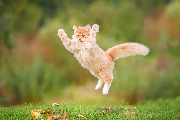 O principal suspeito da tentativa de homicídio desta idosa? Um gato!