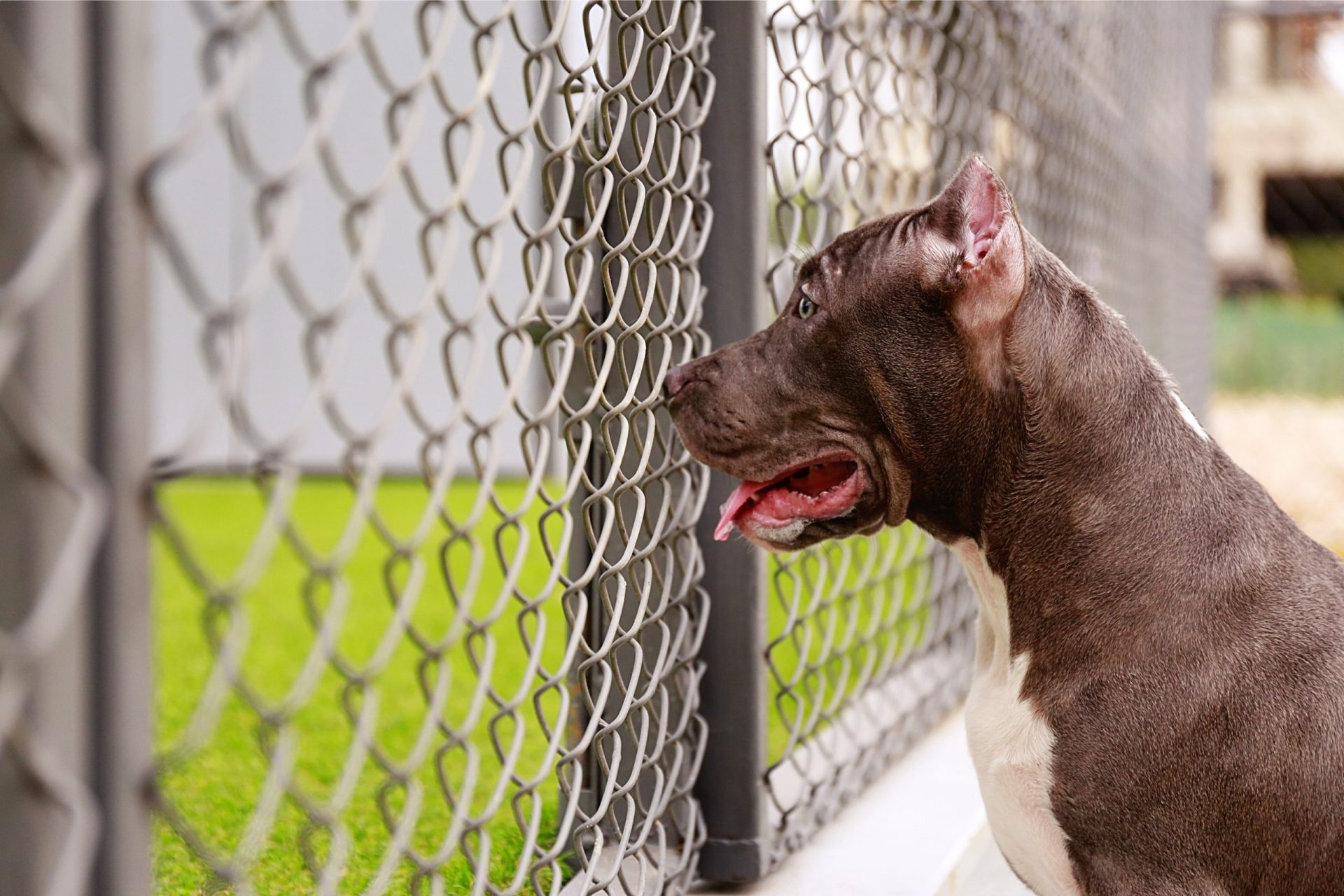 Jovem abusou sexualmente de pitbull durante quatro anos