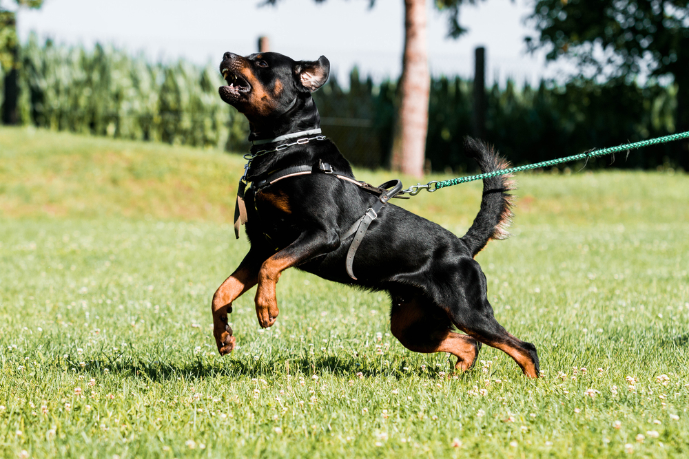 Dona de rotweiller que atacou mulher diz que o cão “foi provocado”