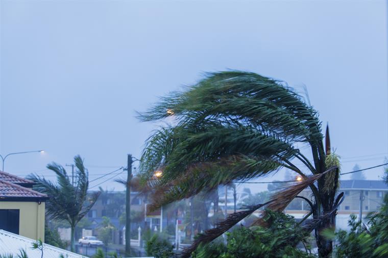 Meteorologia. Centenas de quedas de árvores devido à tempestade Ana