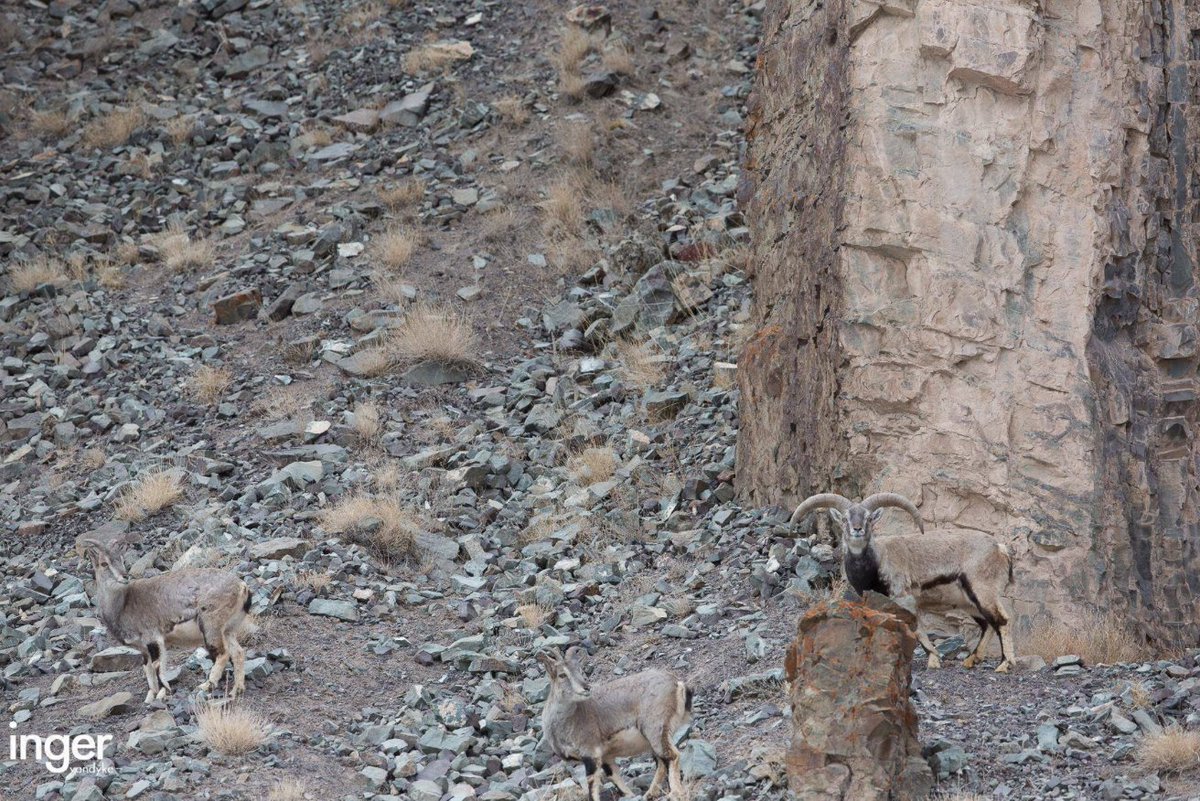 Consegue ver o leopardo que está nesta imagem?