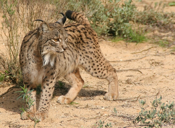 Lince-ibérico à venda no OLX