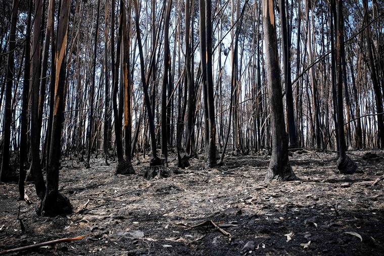 Governo já apoiou 35 projetos de empresas afetadas pelo incêndio de Pedrógão Grande