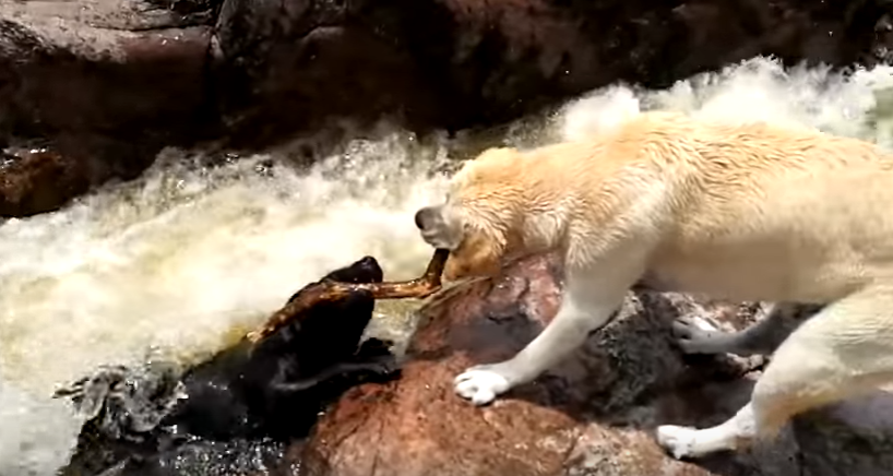 O momento em que um cão é salvo por outro [vídeo]