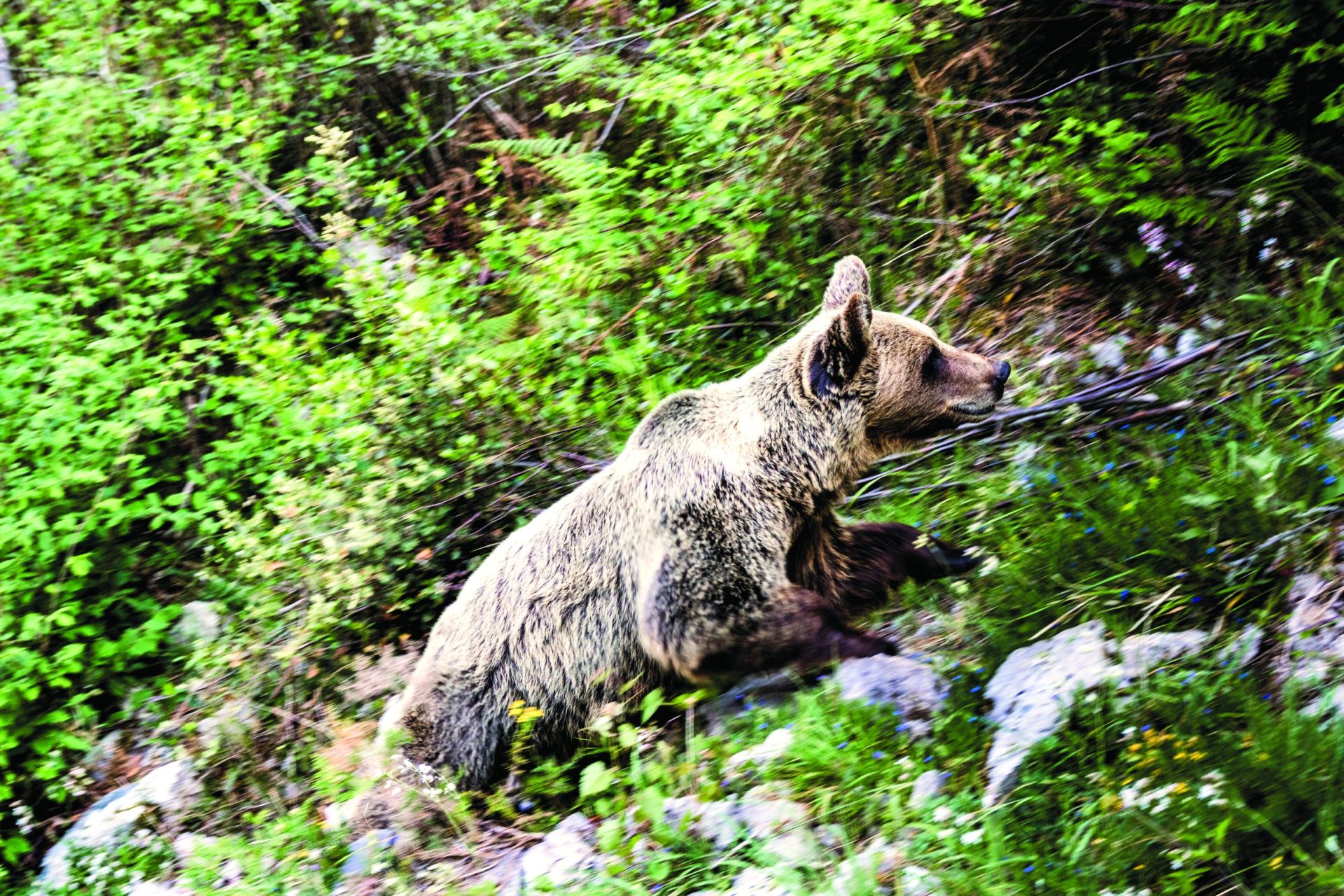 Crónica de uma extinção. Eram  ursos, senhores