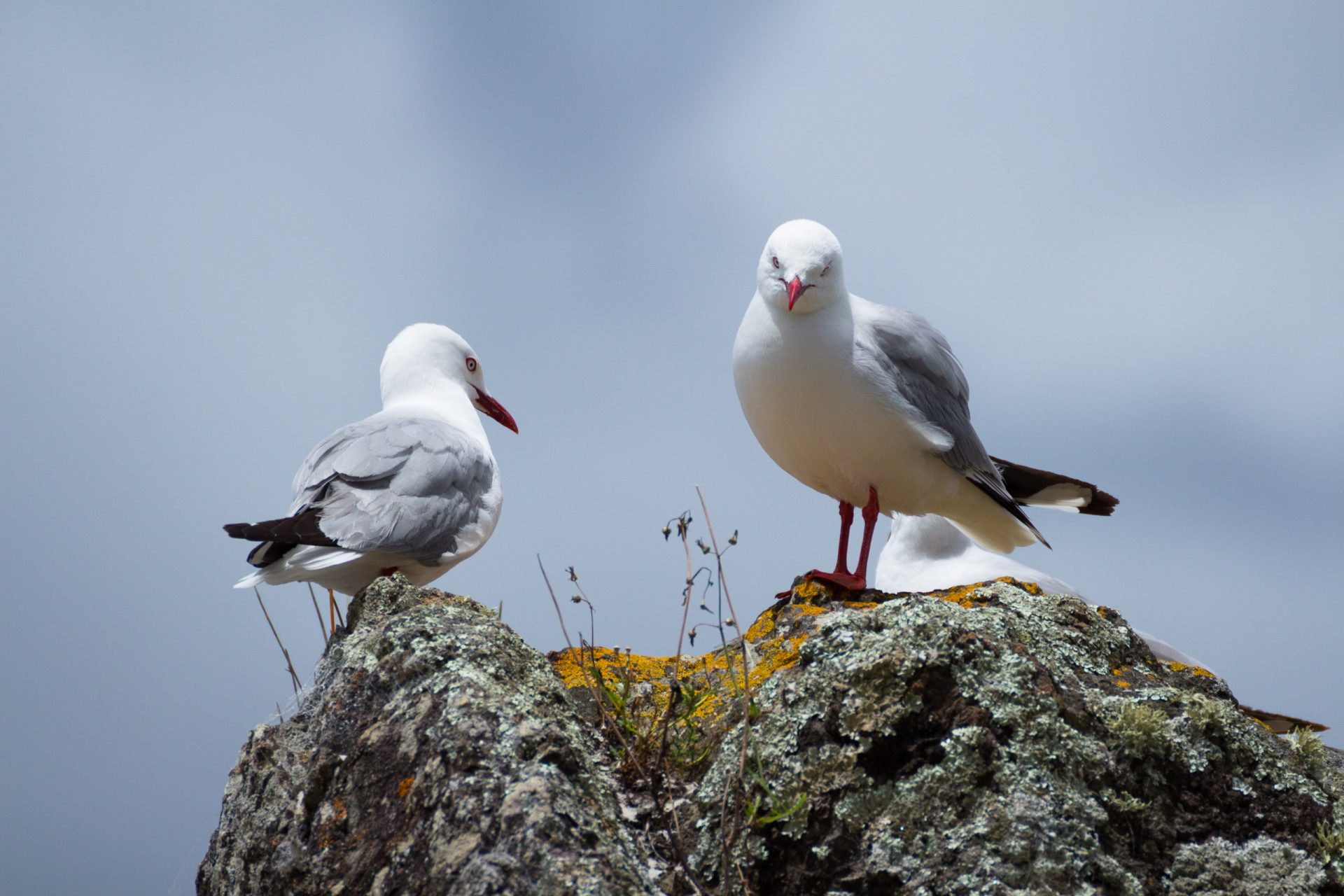 Caso de gripe das aves detetado no Algarve