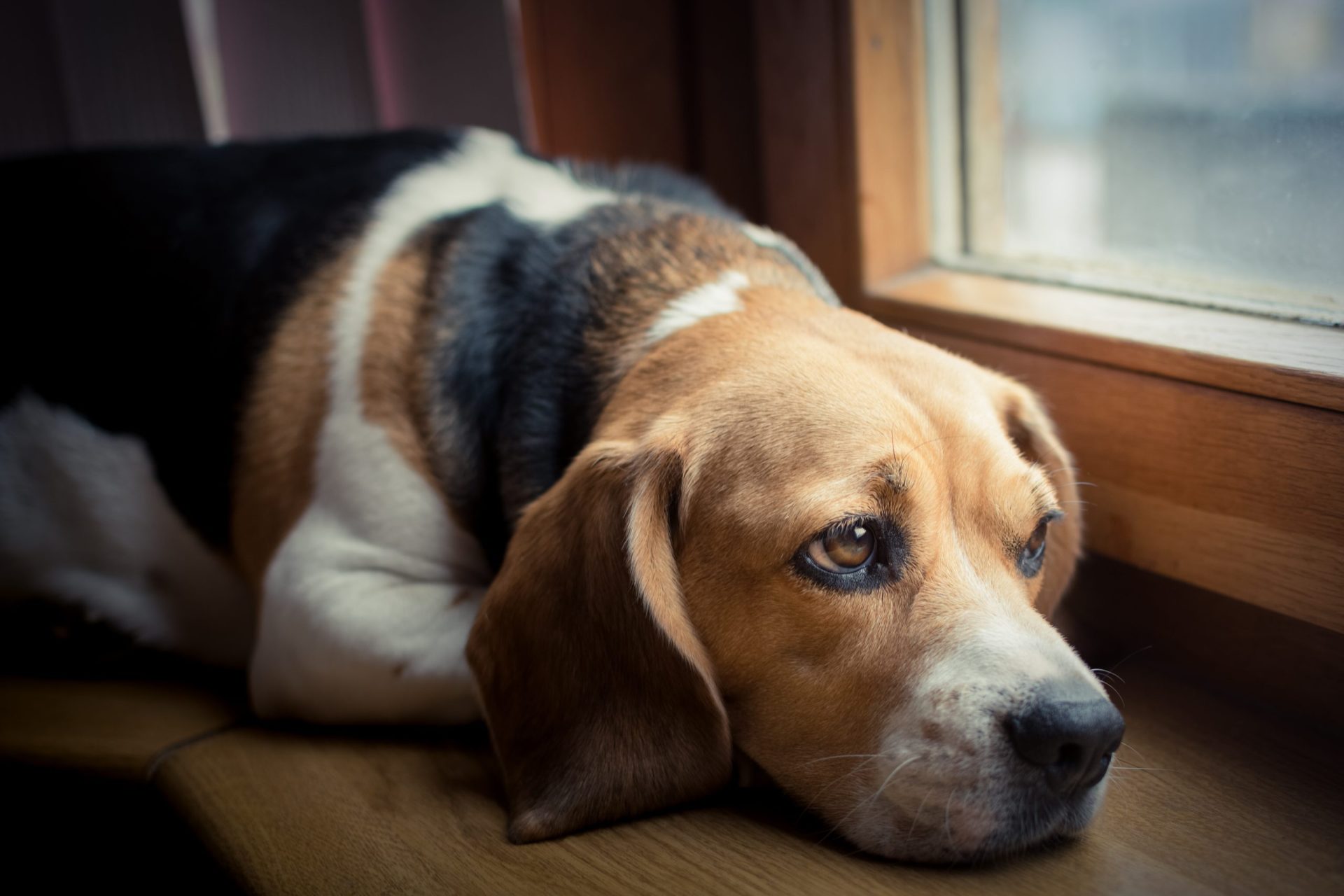 Deixa o seu cão sozinho durante muito tempo? Eis três dicas para lhe aliviar o stress