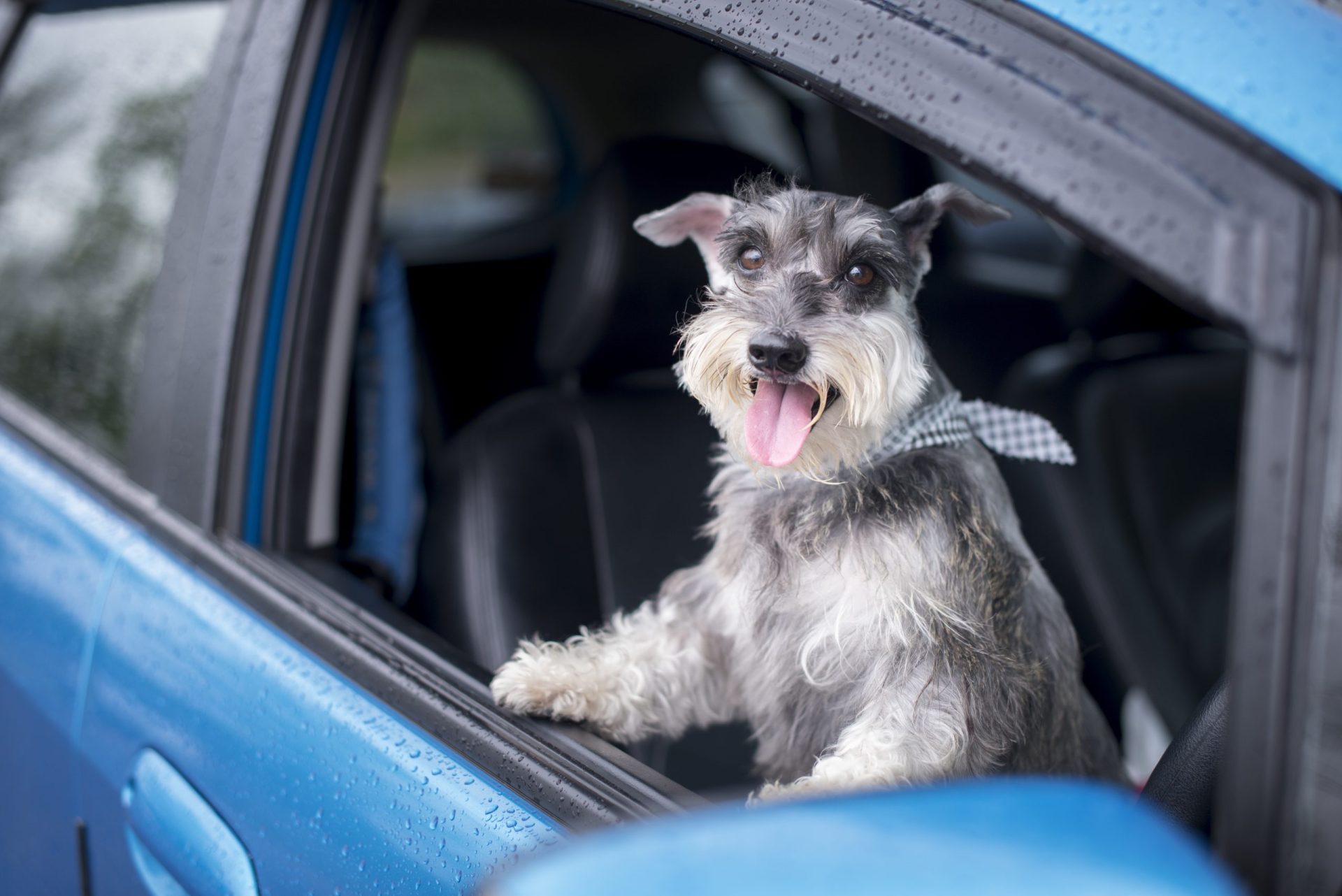 Uber vai permitir que viaje com o animal de estimação