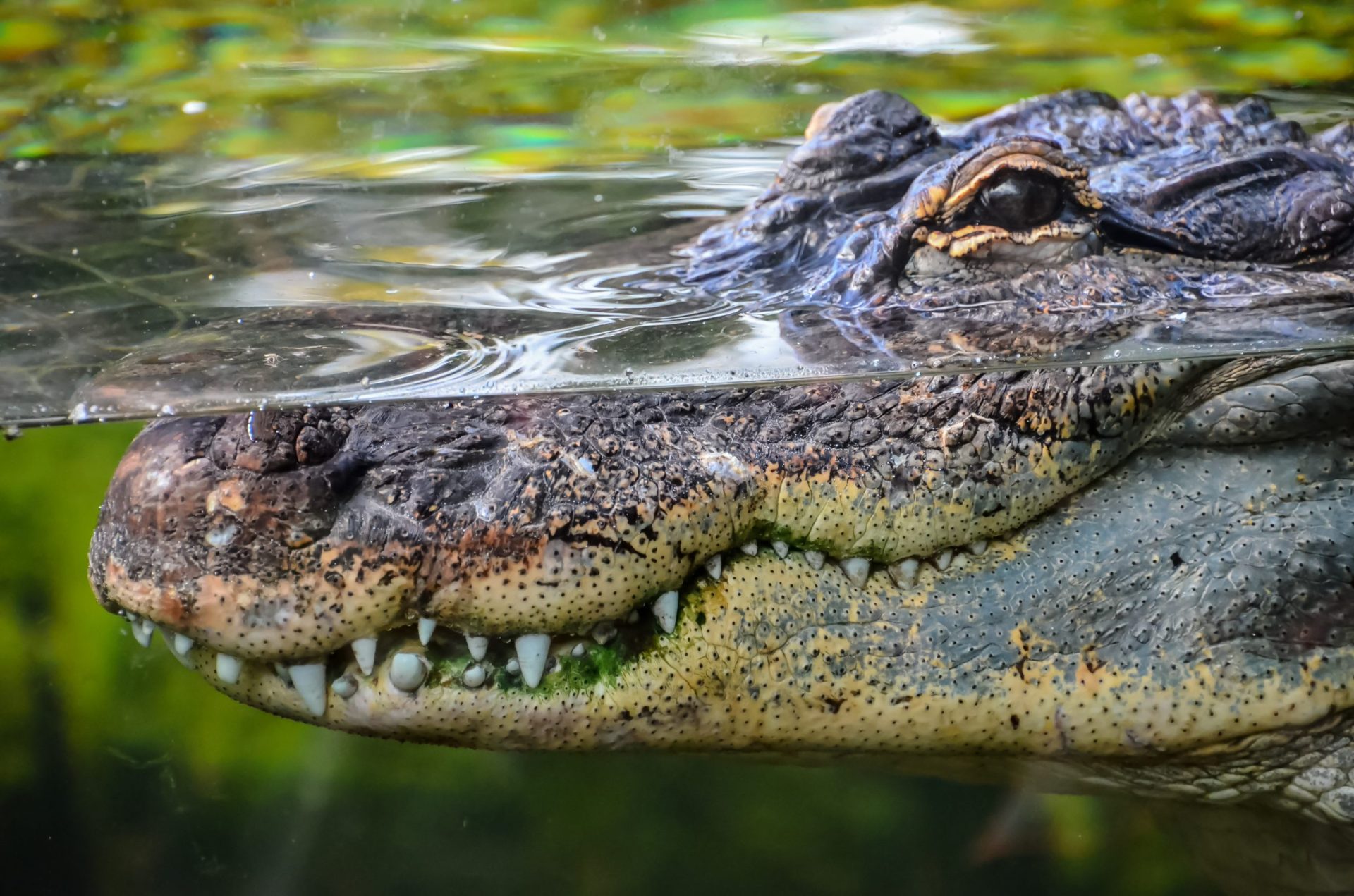 Ovos de crocodilo mais antigos do mundo descobertos na Lourinhã