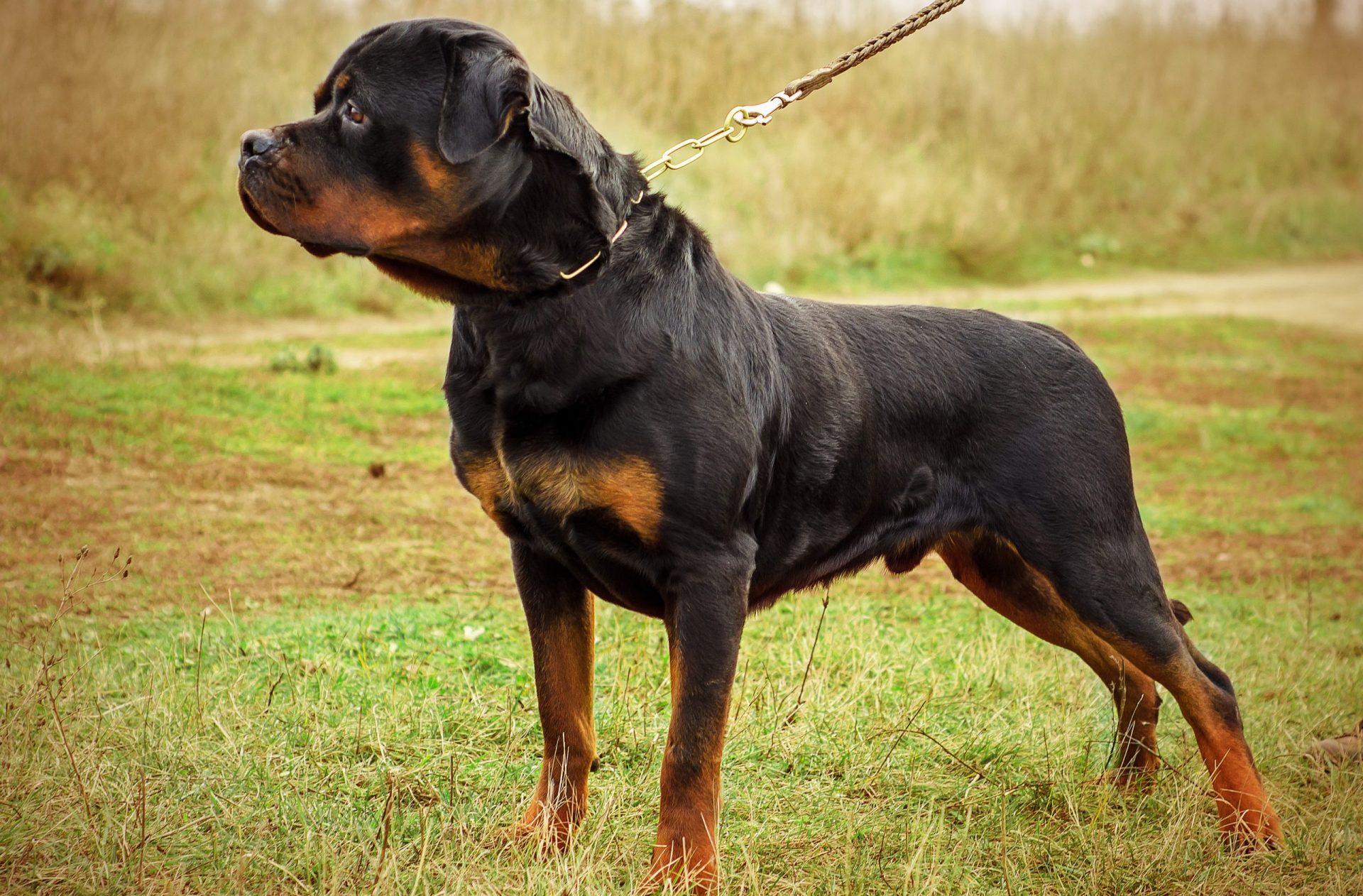 Criança mordida por cão já está livre de perigo