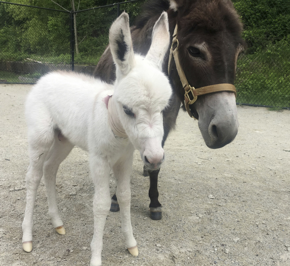 Procura-se nome para burro bebé que foi resgatado