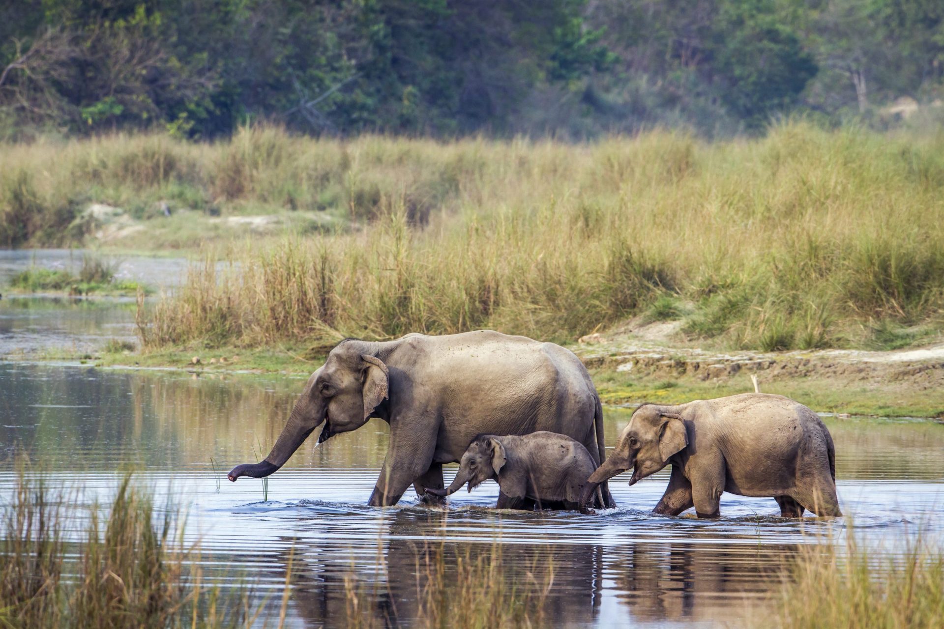 Caçador morre esmagado por elefante baleado