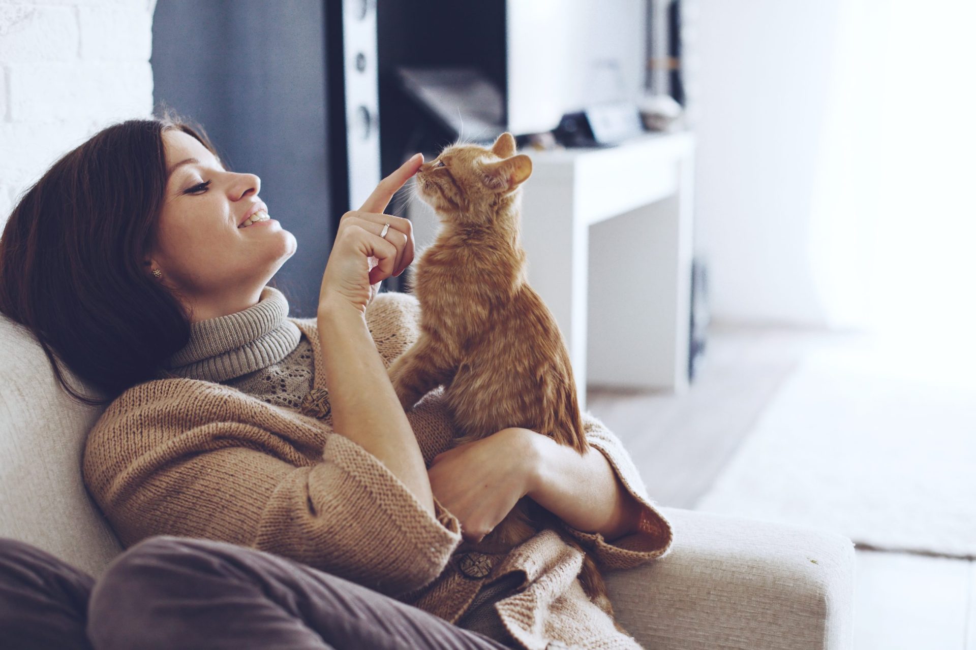 Gosta de gatos? Este pode ser o seu emprego de sonho