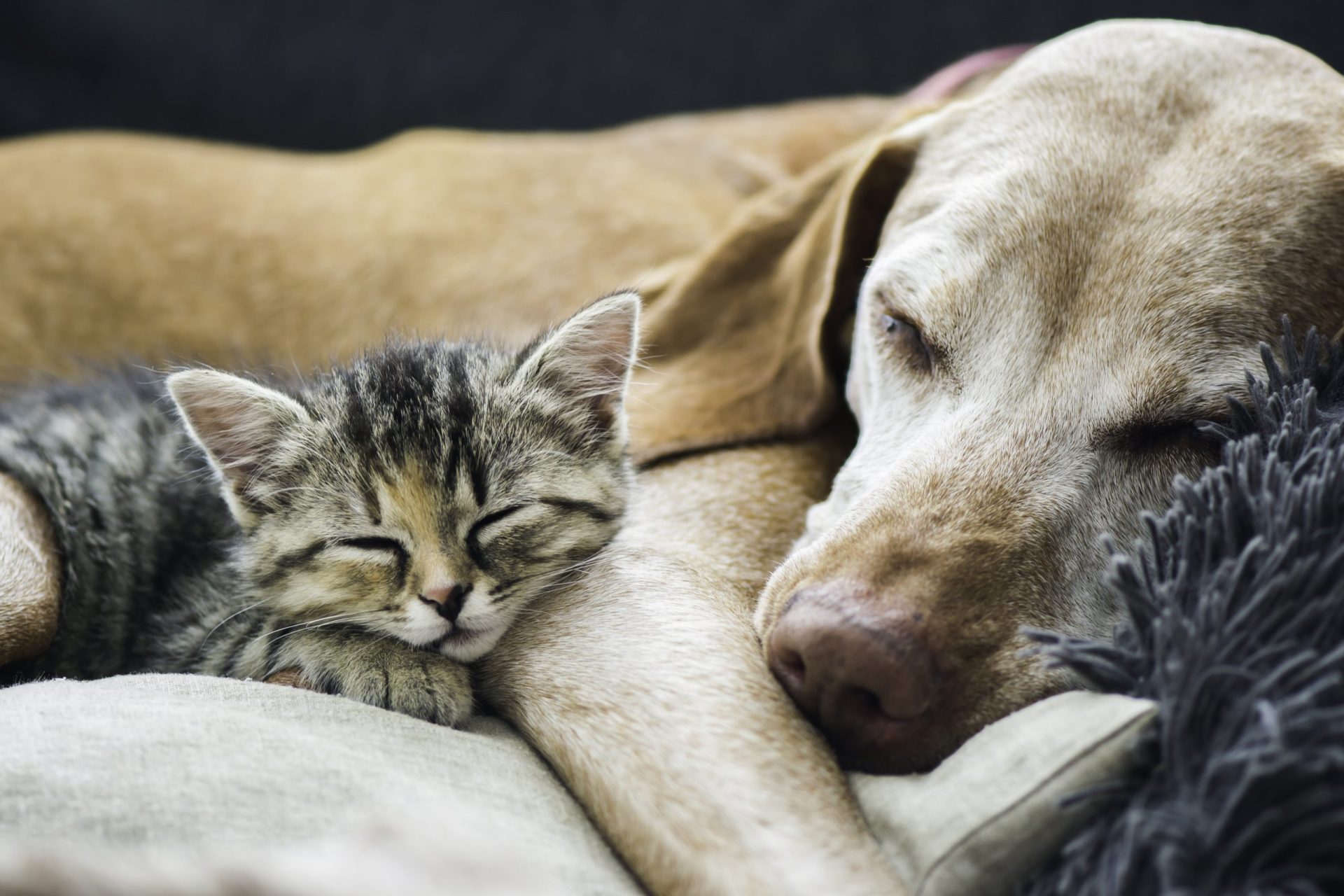 Os animais já não são coisas. O novo estatuto já está em vigor