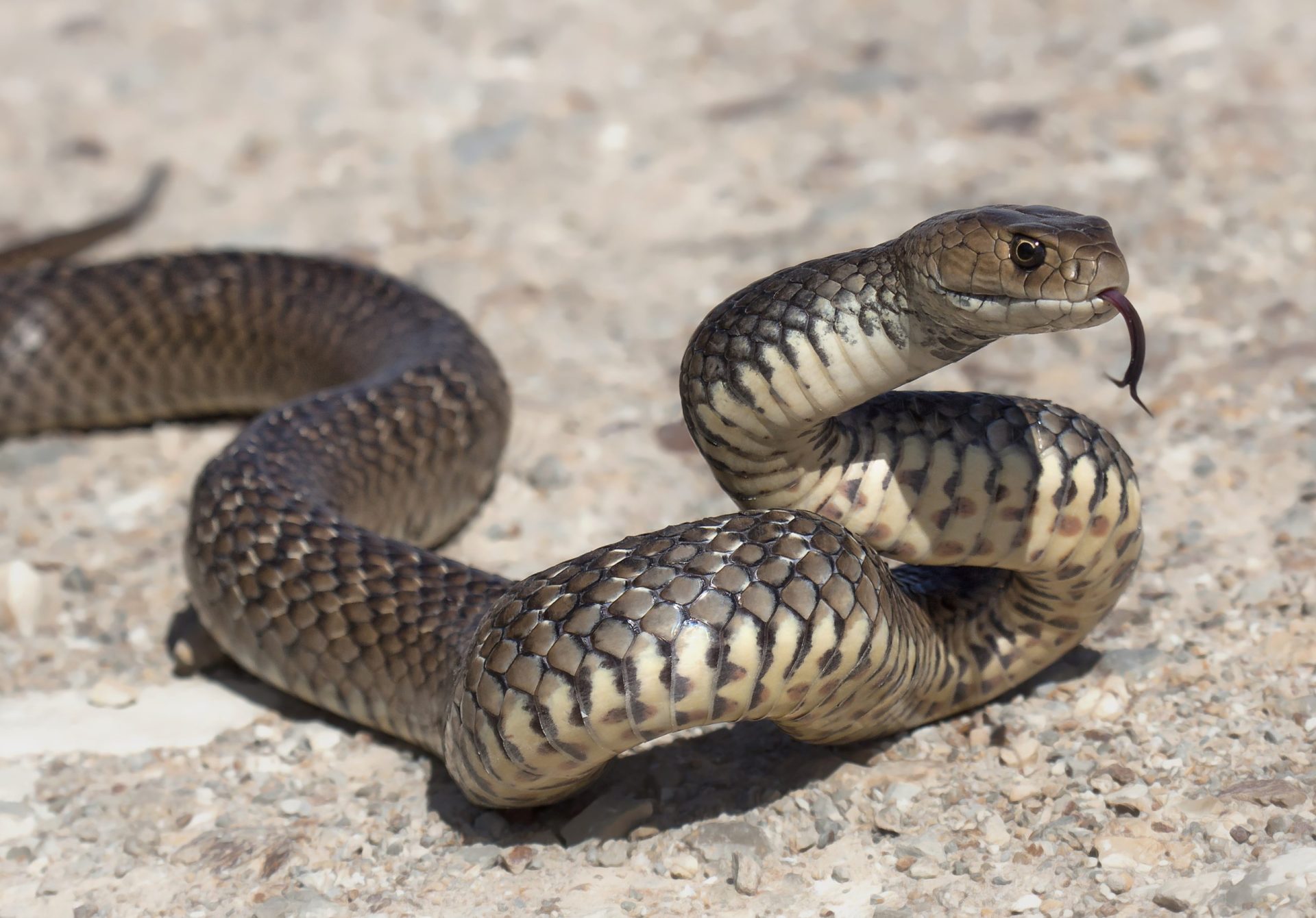 Algarve. Turista mordido por cobra