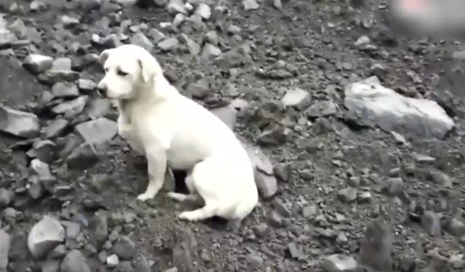 Cão recusa-se a abandonar destroços onde o dono desapareceu | VÍDEO