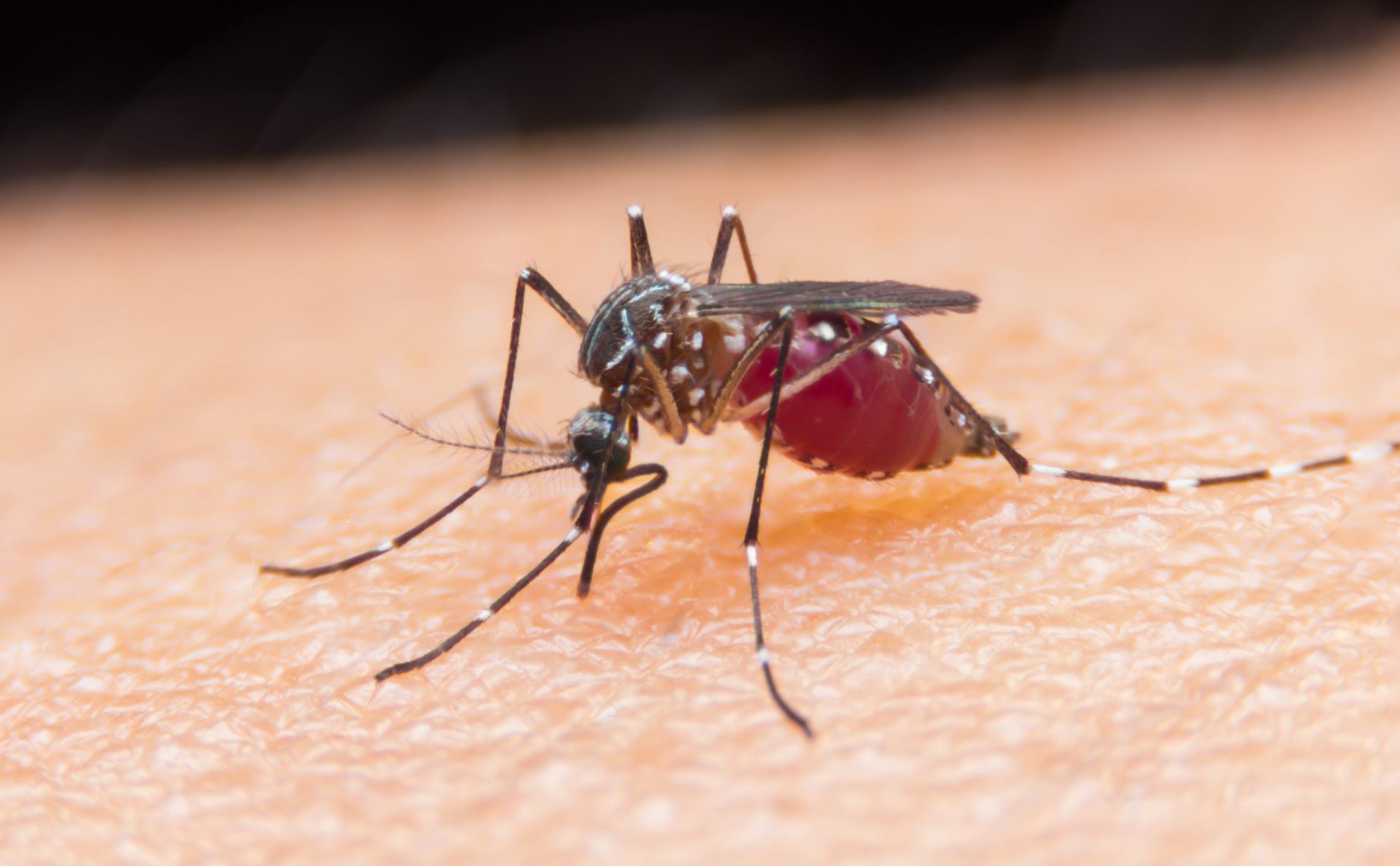 Sabe quais os fatores que o deixam mais propenso a ser mordido por mosquitos?