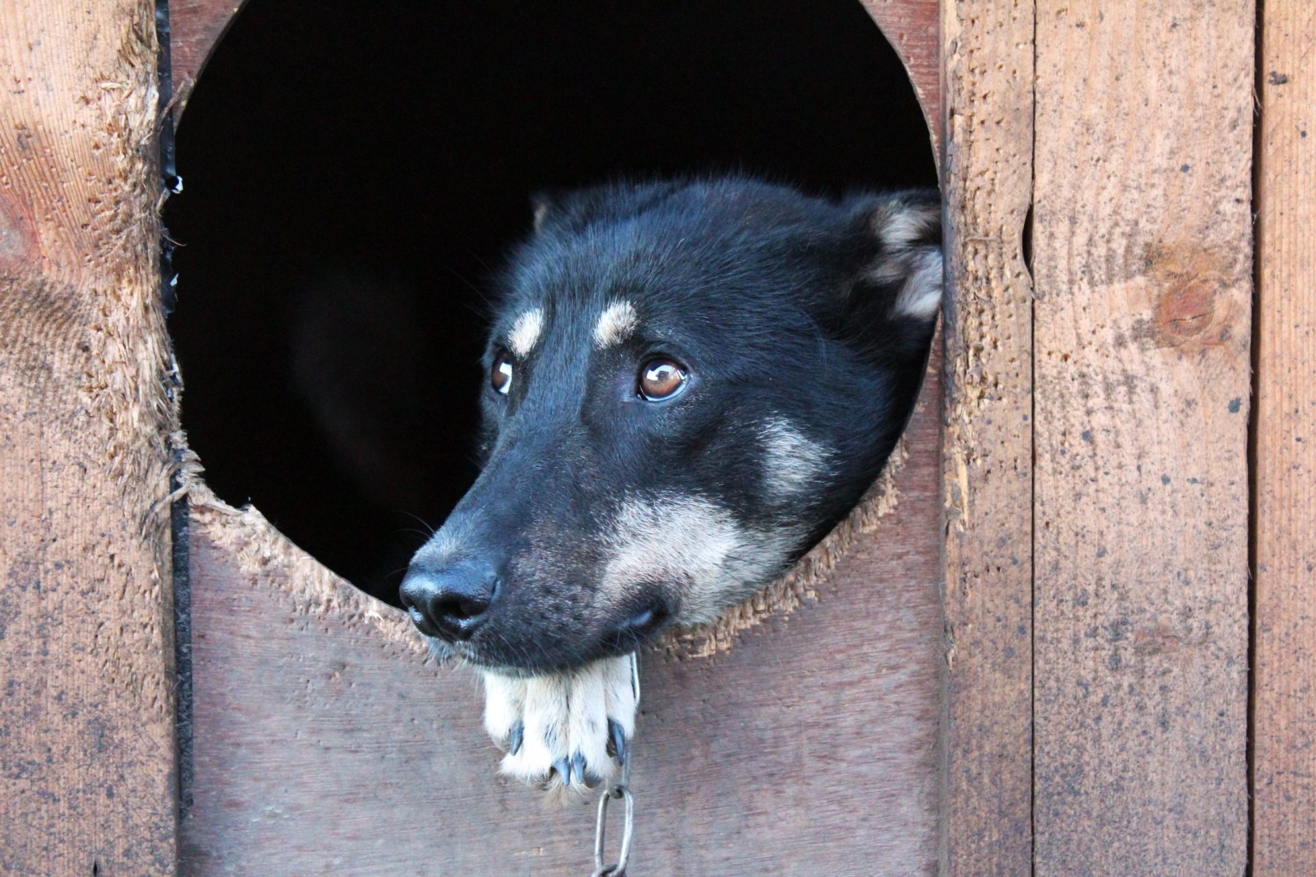 Cães morreram por asfixia dentro de um veículo