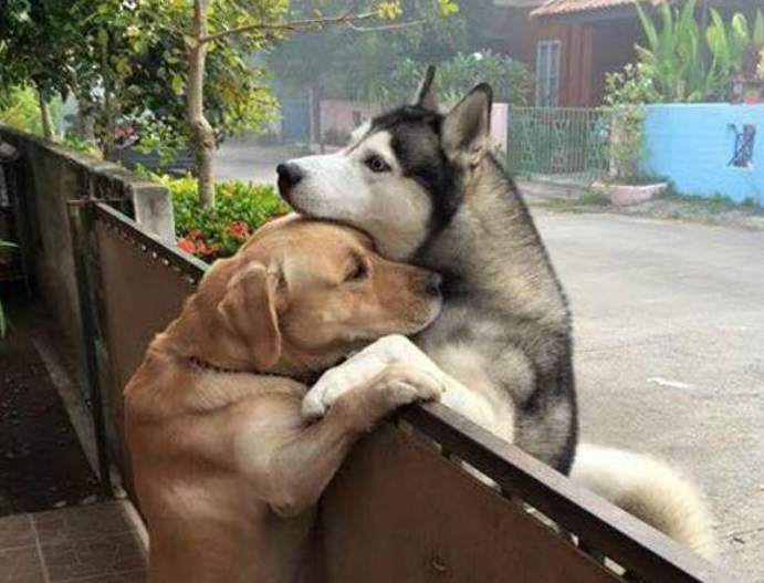 Cão foge de casa para ir cumprimentar o vizinho