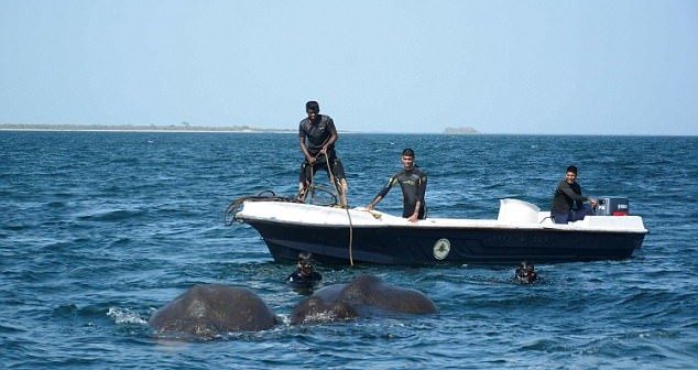 Marinheiros salvam elefantes bebés de morrer afogados no Sri Lanka