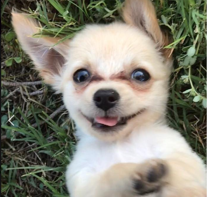 Cão abandonado no aeroporto com pedido de ajuda