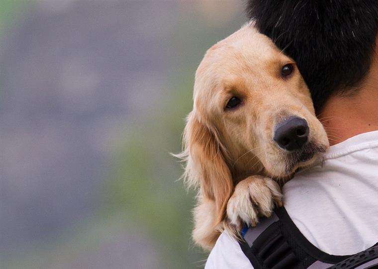 Equipas dos Açores entram em campo com cães para adoção (com vídeo)