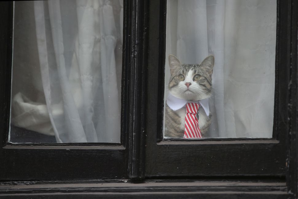 Equador manda Assange tomar banho e cuidar do gato