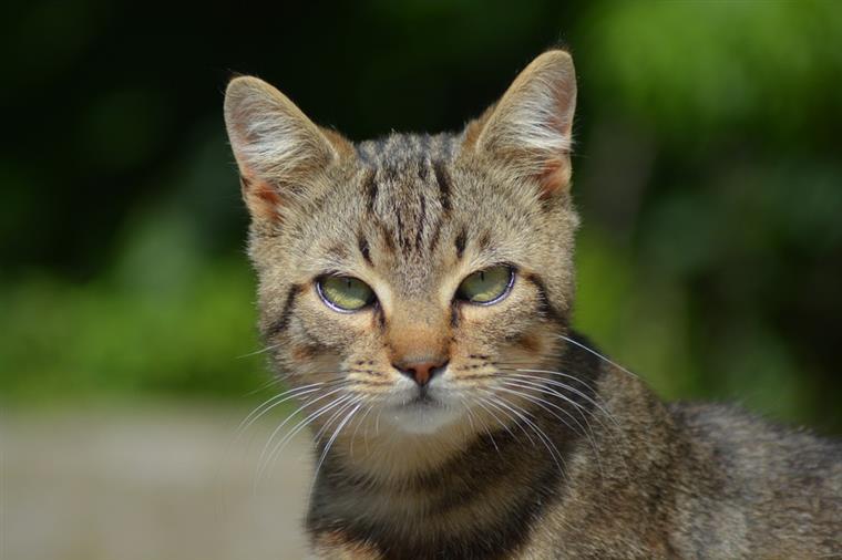 Gatos envenenados na Costa da Caparica