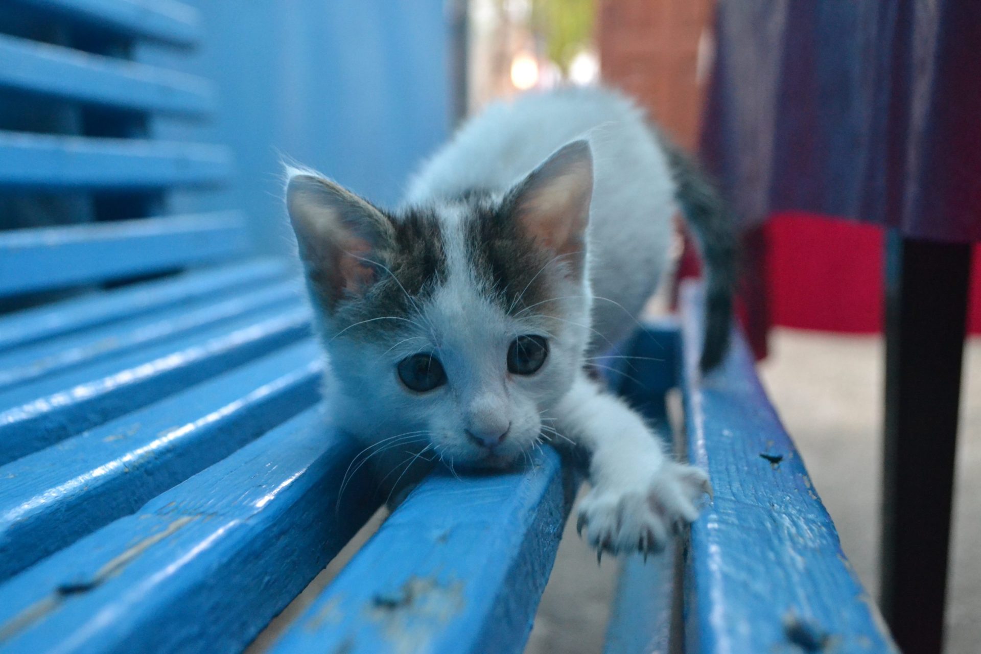 Sabe quais as últimas mudanças na lei para proteger os animais?