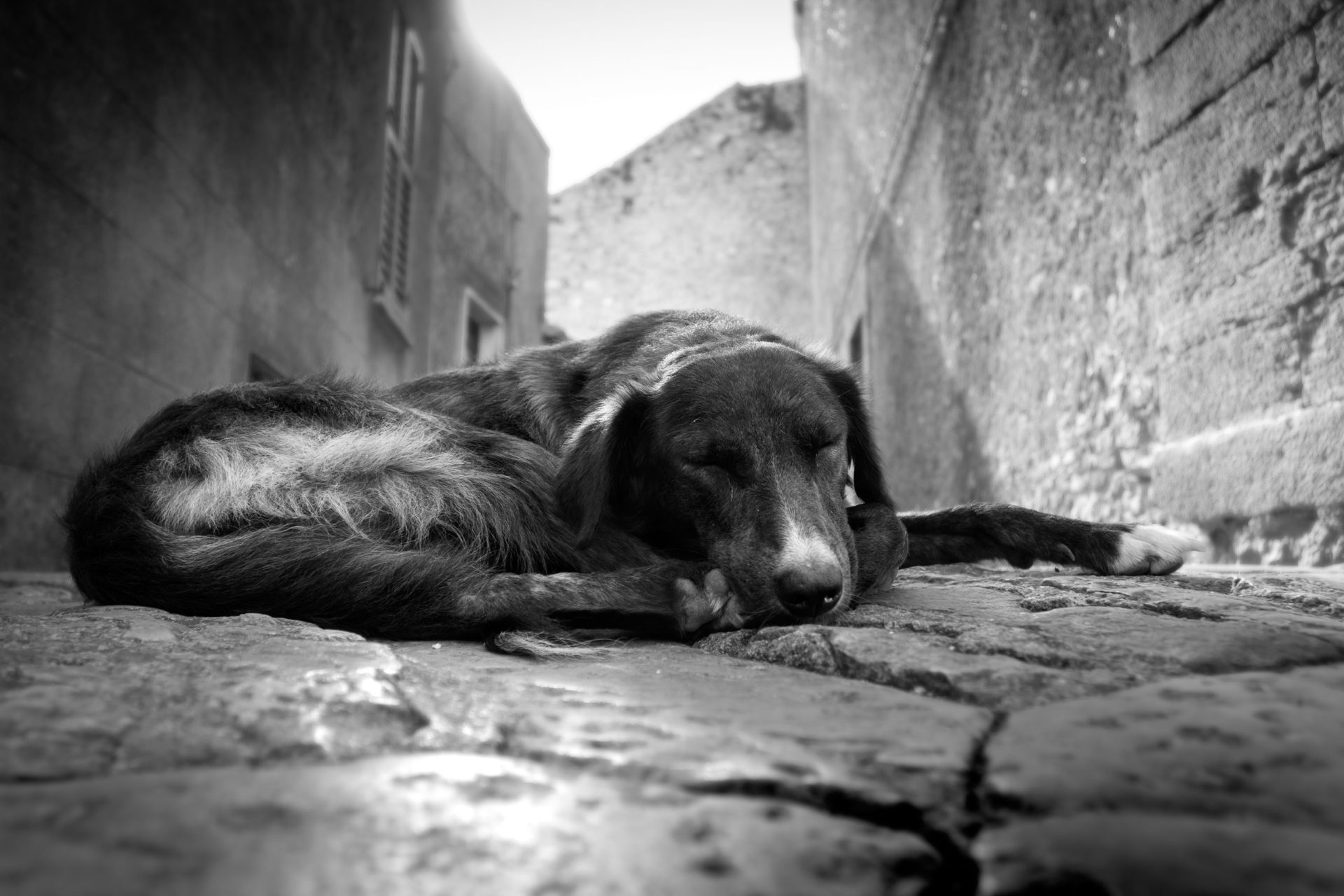 Homem encontra cão que tinha perdido há três anos | Vídeo