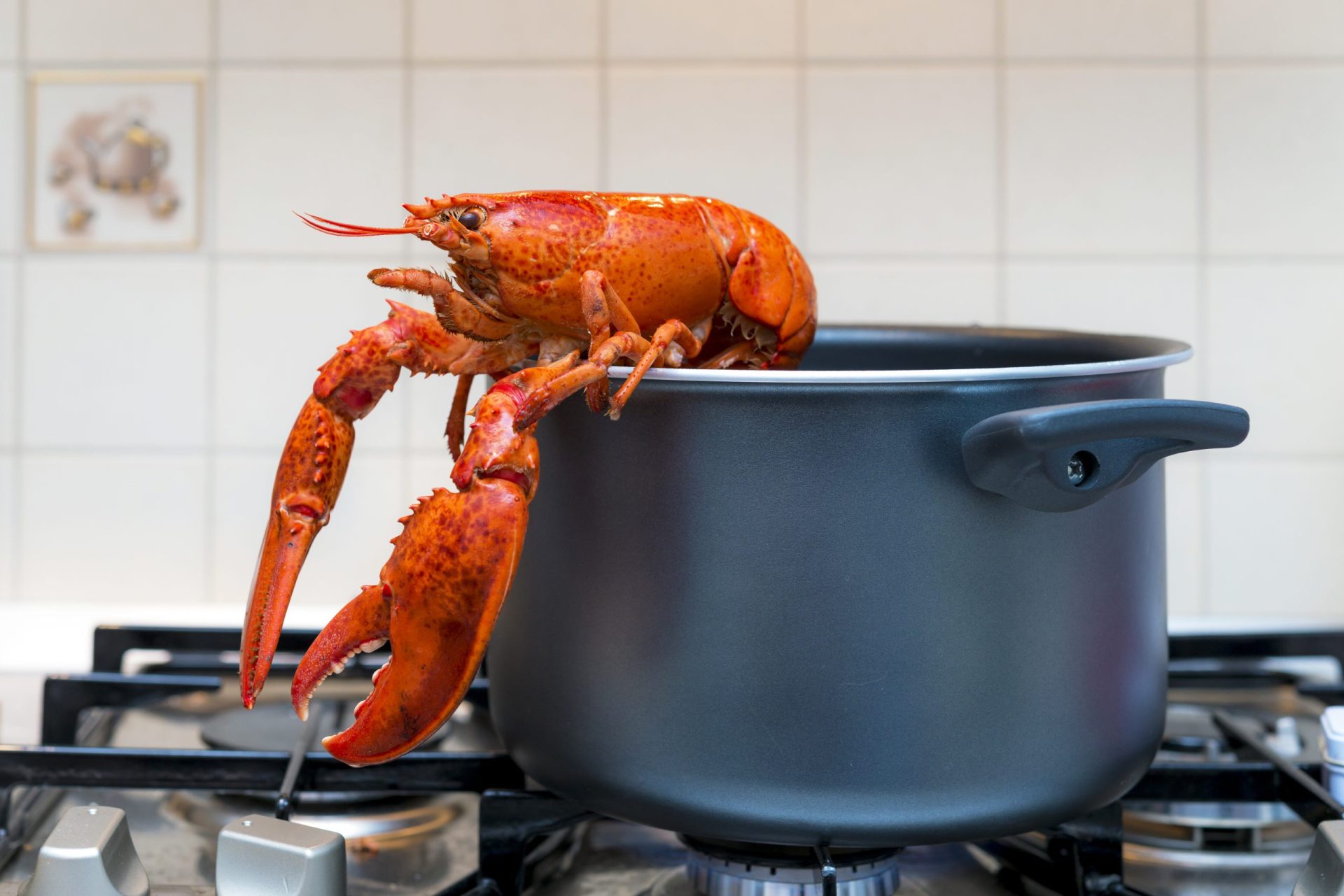 Suíça. Nova lei vai obrigar a que lagostas sejam atordoadas antes de serem cozinhadas