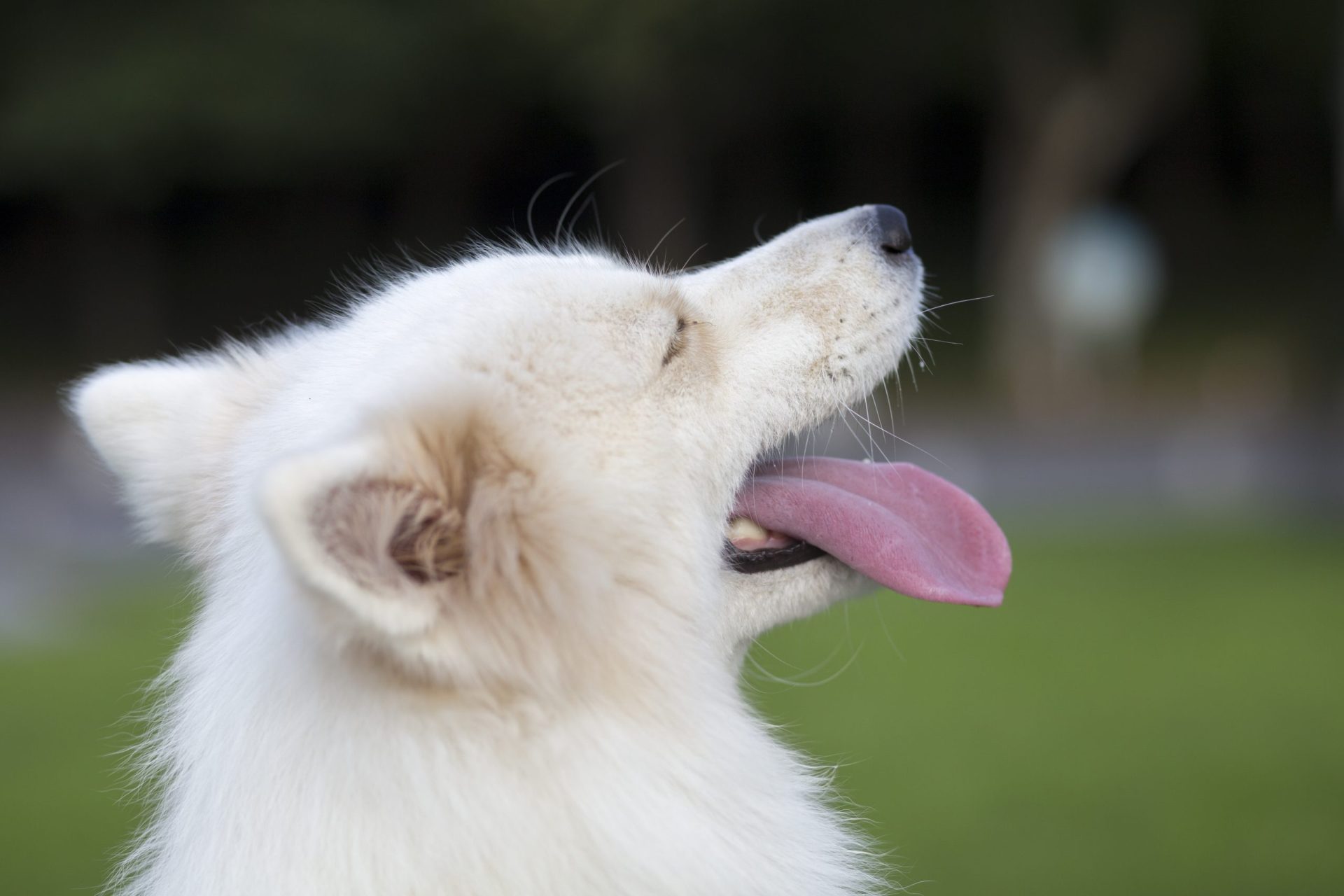 Por que razões os cães lambem tudo? O comportamento pode ter várias explicações