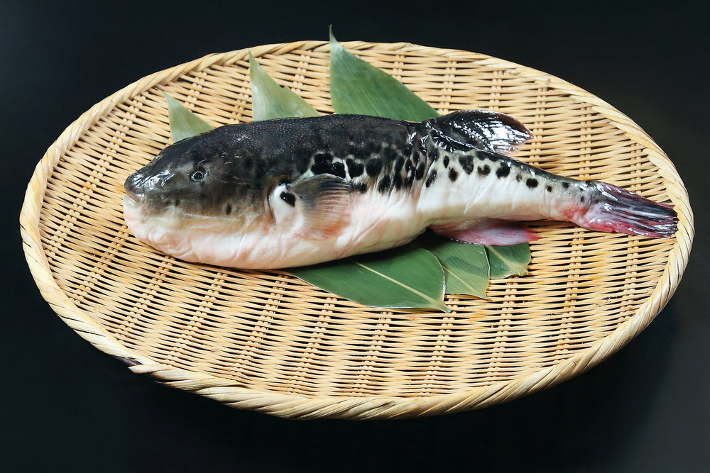 Peixe-balão venenoso leva autoridades japonesas a emitir alerta