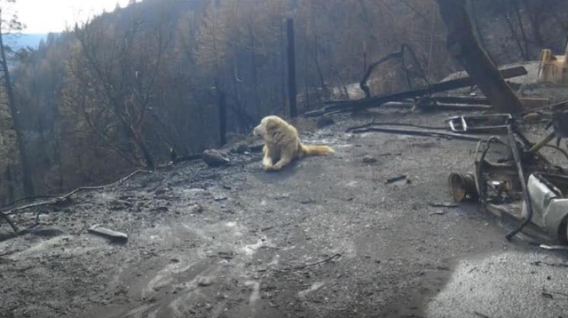 Cão esteve um mês à espera dos donos depois dos incêndios da Califórnia