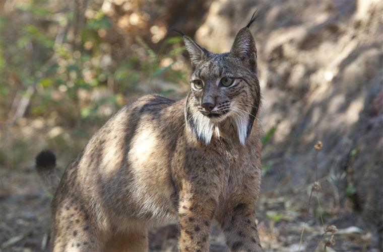 Espanha. Lince ibérico encontrado morto com 300 chumbos alojados no corpo