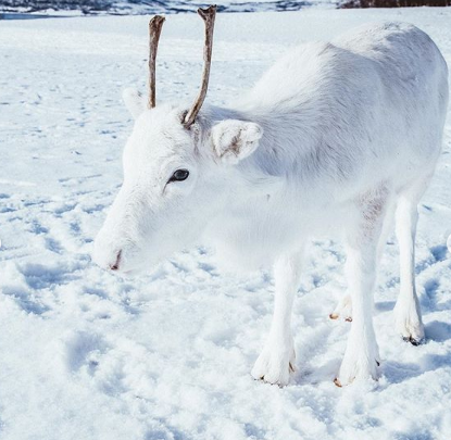 Espécie rara de rena foi vista na Noruega | Foto