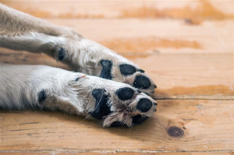 Cães só poderão entrar em cafés  e restaurantes com presença de dístico