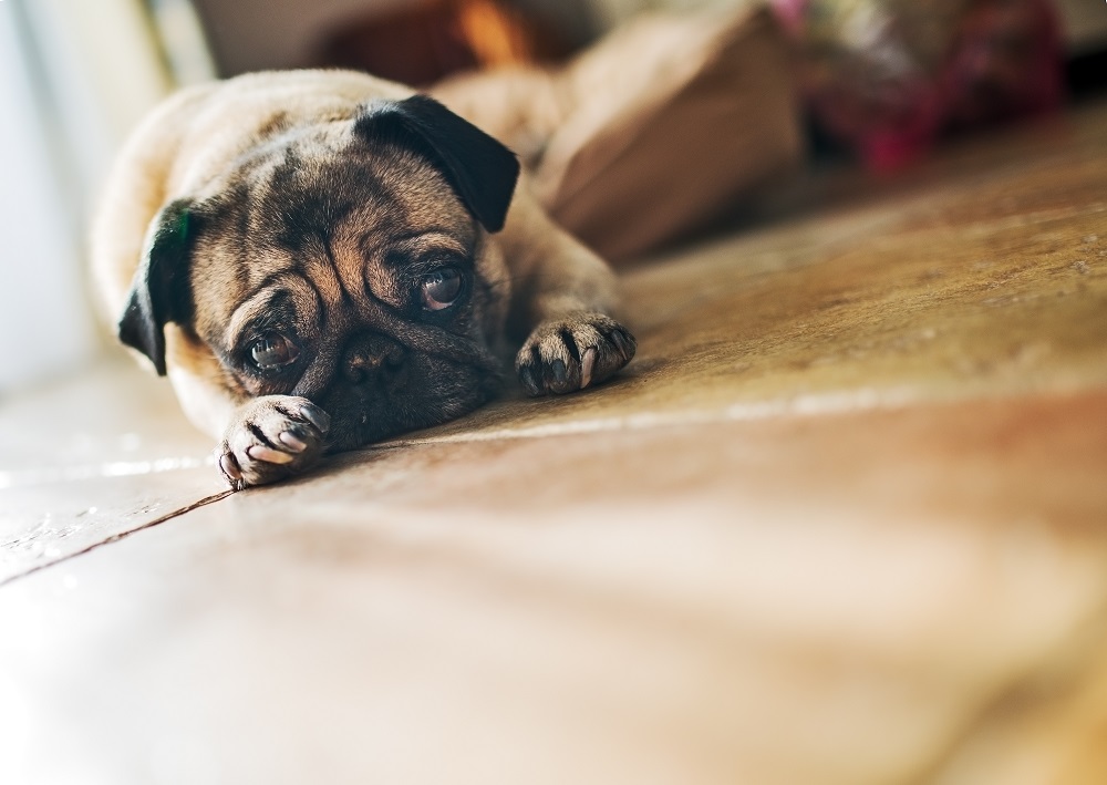 3 hábitos que podem estar a dar cabo da saúde do seu cão