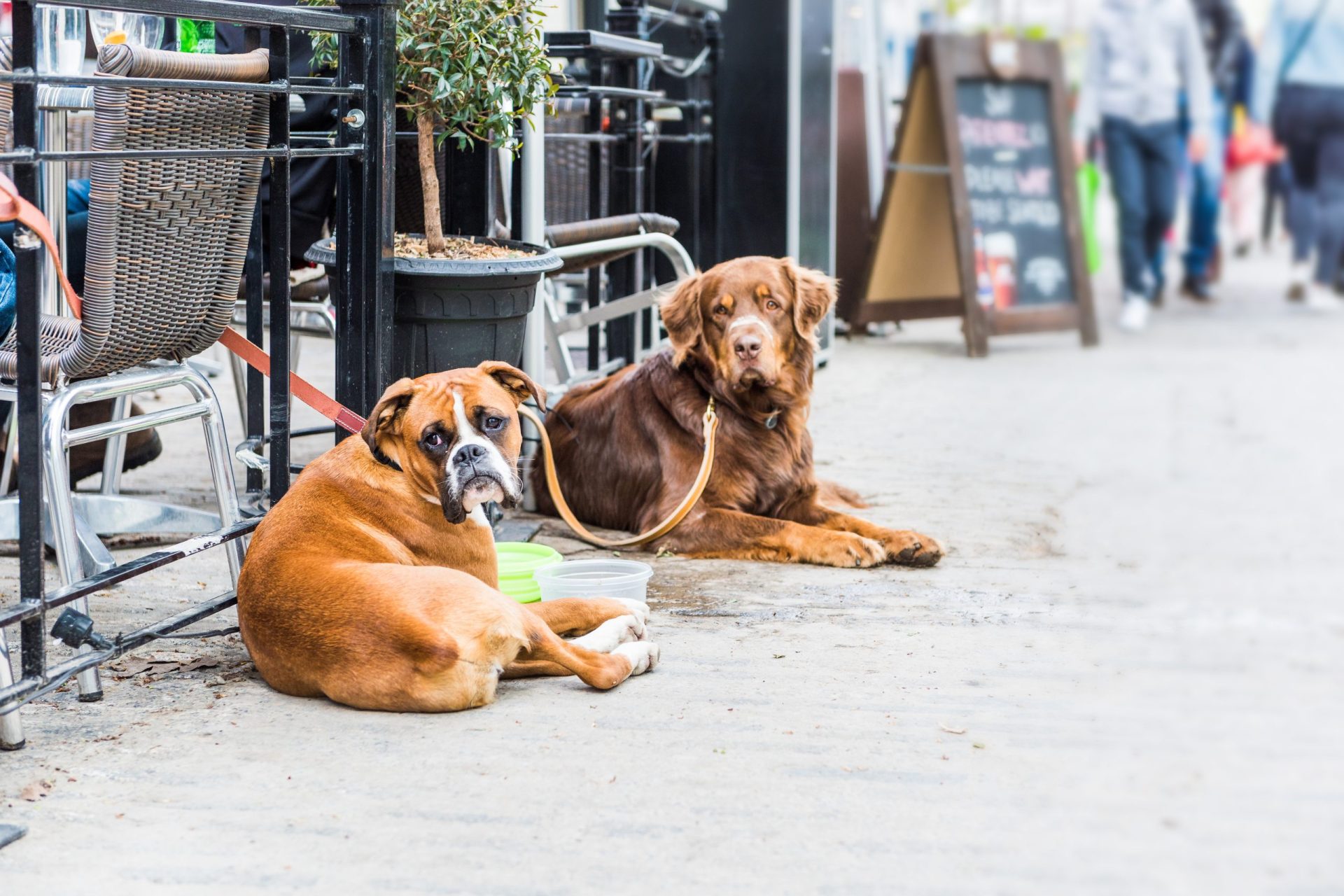 Restaurantes. Proprietários podem recusar animais sujos ou doentes