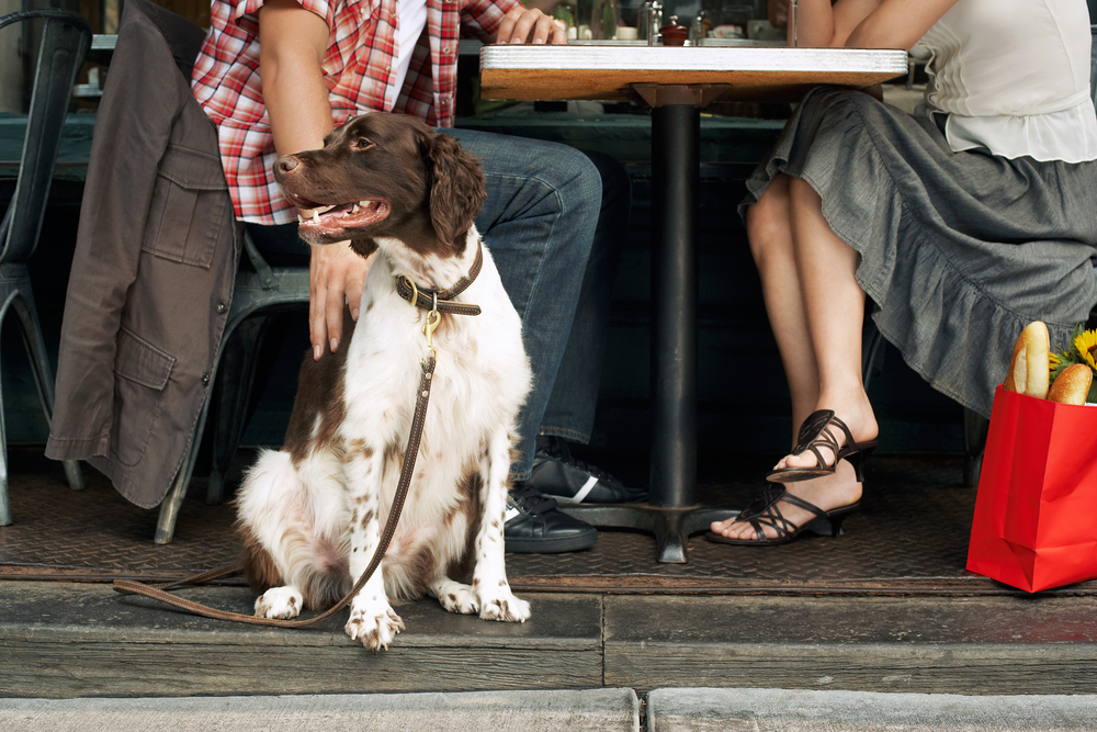 Tudo sobre a nova lei que permite a entrada de animais em restaurantes