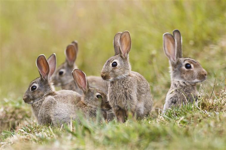 Nova Zelândia decide libertar vírus para reduzir número de coelhos