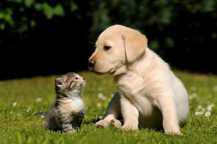 Sabia que o seu animal de estimação o pode deixar doente?