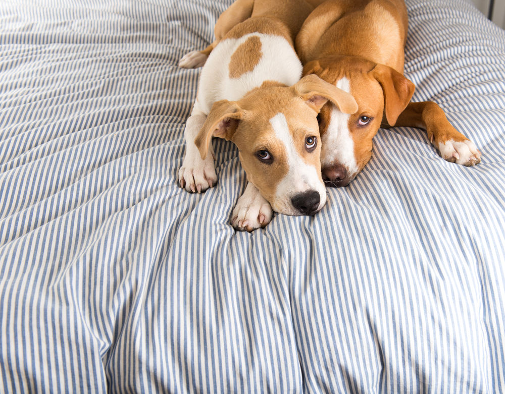 Clonagem. Quem quer clonar o animal de companhia?