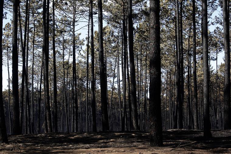 202 famílias vítimas dos incêndios já receberam o apoio do governo