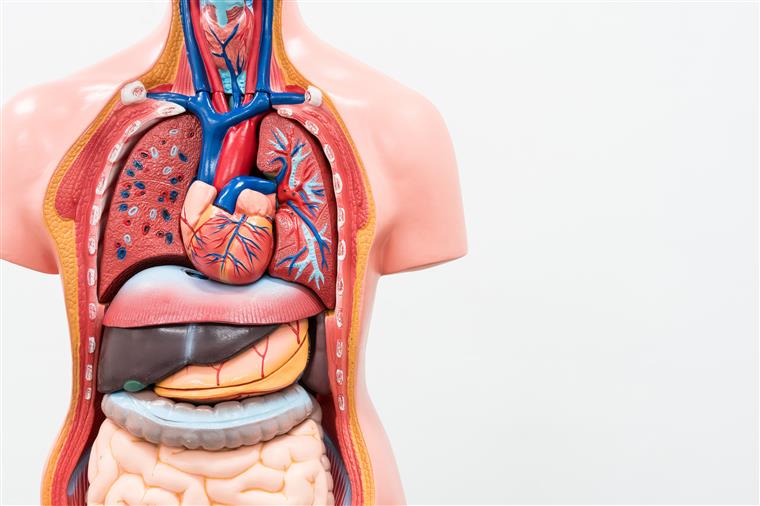 Apenas 43% do corpo do humano é composto por células humanas