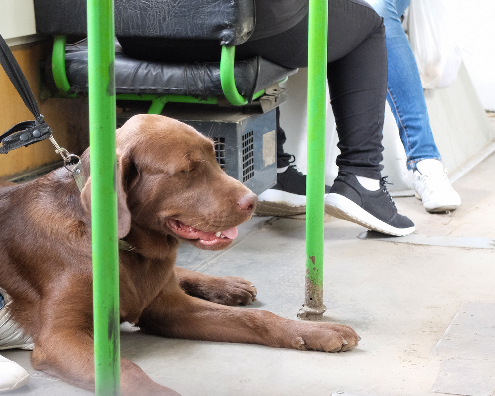 PAN quer animais de médio e grande porte a viajar nos autocarros