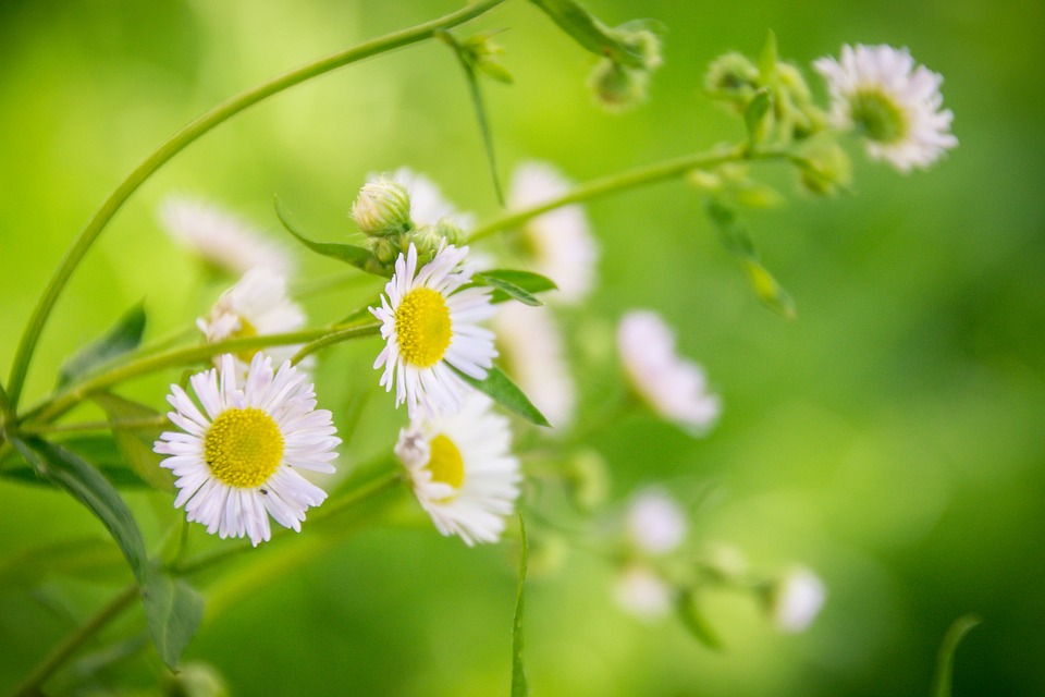 A linguagem das plantas. “Estamos a ver a ponta do icebergue”