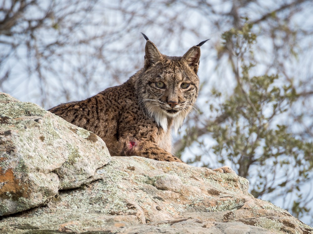 Morreu o lince ibérico que tinha sido atropelado no Alentejo