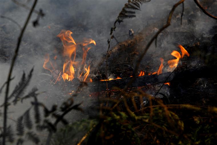 Faro com concelhos em risco muito elevado de incêndio