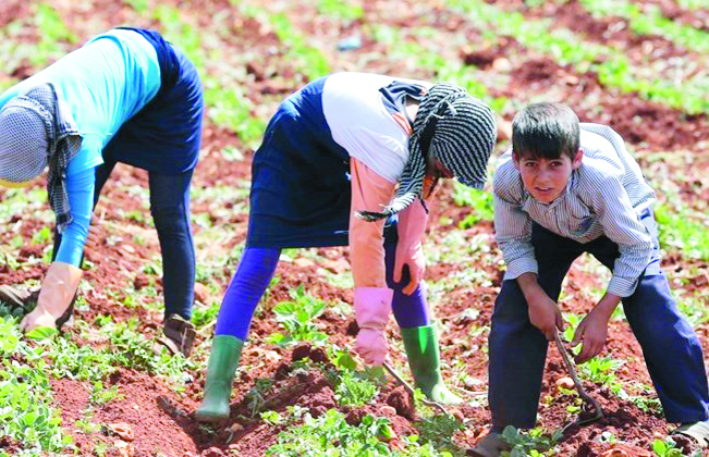 Verdes querem conhecer a dimensão do trabalho infantil em Portugal